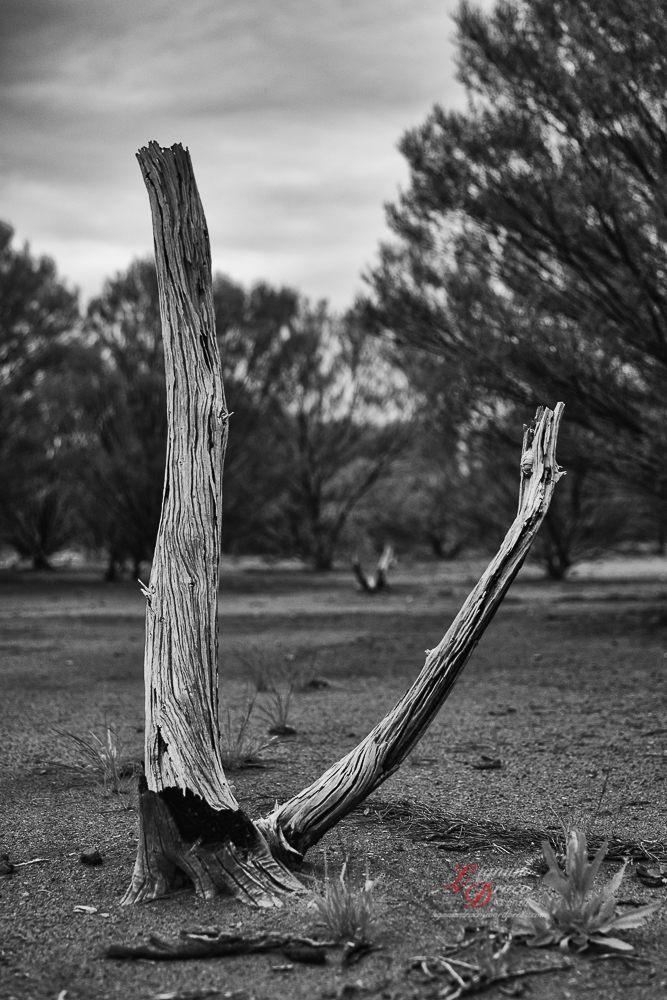 Uluru deadwood 16